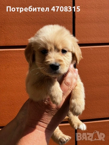 Голдън ретривър момче родословен баща, снимка 6 - Голдън ретривър - 54366591