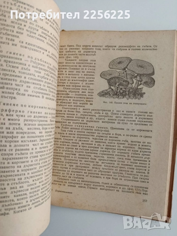 Дървесинознание, снимка 4 - Специализирана литература - 55420401