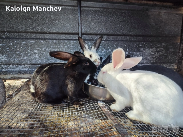 зайци на 5.6месеца мъжки и женски цена от 25 до 30 💶, снимка 7 - Други животни - 53956435