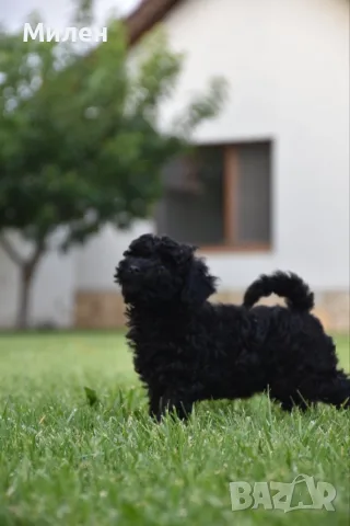 Той пудел Toy poodle, снимка 9 - Пудели - 55006000