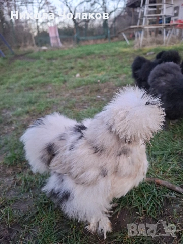 Американски копринки яйца , снимка 10 - Кокошки и пуйки - 54220790