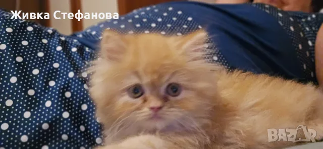 Персийче на 60 дни, снимка 8 - Персийска - 55502206
