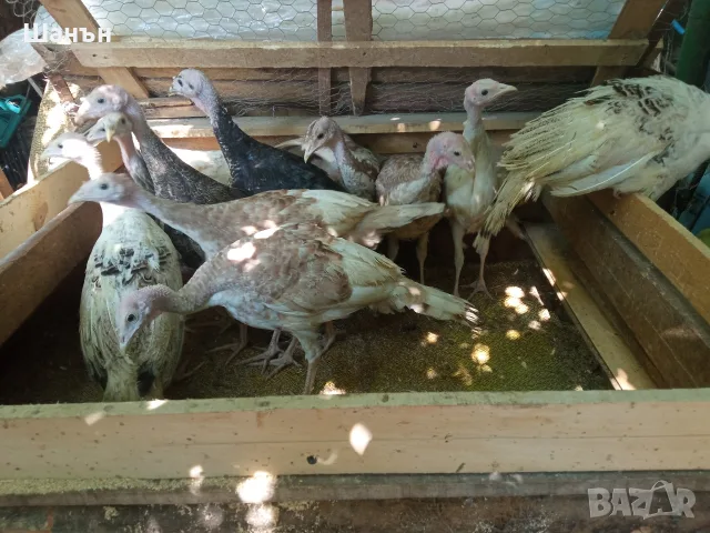 Продавам пуйки  на 6м., снимка 8 - Кокошки и пуйки - 55439858
