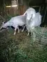 Продавам пет кози и един козел, снимка 4
