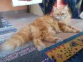 Котката ТЪРСИ Риж, дългокосмест котарак за партньор 🐾 , снимка 7