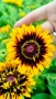 Рудбекия, Rudbeckia hirta pawnee spirit gold black eye, снимка 2