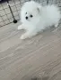 Мъжко померанче , снимка 2