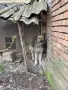 Подарявам каракачанки , снимка 6