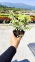 Питоспорум, Pittosporum Tenuifolium Variegatum, снимка 8