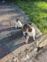 Подараваме малко коте, снимка 3