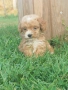Малтипу/Maltipoo, снимка 1