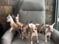Мини Чихуахуа специален косъм , снимка 3