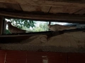 декоративни гълъби, снимка 3