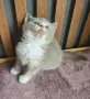 Британски котки , снимка 10