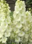 Delphinium ‘Sentinel Garden Creme’ (Делфиниум ‘Сентинел Гардън Крем’), снимка 3