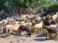 Продавам 70 бр. Дойни кози, снимка 1