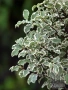 Питоспорум, Pittosporum Tenuifolium Variegatum, снимка 2