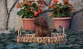 Той пудел Toy poodle, снимка 8