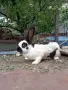 Женски заек на 1 година , снимка 1