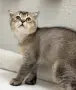 Шотландски котенца, снимка 3