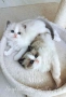 Ragdoll рагдол/регдол  котe / котета, снимка 5