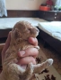 той пудел златно бебе, снимка 6