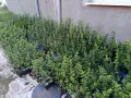 Лигуструм (жив плет), снимка 1