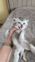 Шотландски чинчили, снимка 5