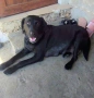 Малки кученца- Лабрадор, снимка 8