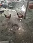 Декоративни кокошки, снимка 5