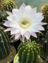 Кактус Echinopsis Hybrid нежно бял цвят с розови нюанси , снимка 1