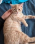 Британско мъжко коте търси своя любящ дом❤️  , снимка 2