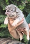 Френски булдог/French Bulldog , снимка 1