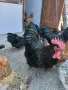 Пиленца Австралорп  , снимка 1