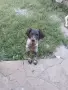 Бретон шпанйолче мъжко, снимка 3
