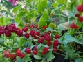 Гърличе (Chenopodium foliosum/Chenopodium virgatum) алкохолен извлек (с клетъчен комплекс, който под, снимка 1