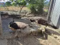 Пауни на една година, снимка 2