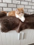 Екзотично късокосместо коте , снимка 7