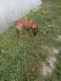 Malinova Belgiska Ovcarka, снимка 3
