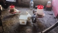 Продавам няколко породи ярки кокошки, снимка 3