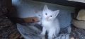 Бели котета с разноцветни очи, снимка 2