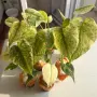 Добре вкоренена "Monstera Mint", снимка 3