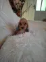 кокер шпаньолчета, снимка 3