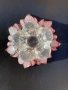 Стъклена купа на стъбло Walther Glas (Германия), модел Sylvia Satin-Rose., снимка 4