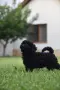Той пудел Toy poodle, снимка 9