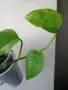 Епипремнум, epipremnum Marble Green, снимка 2