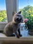 британски късокосмести котета, снимка 3