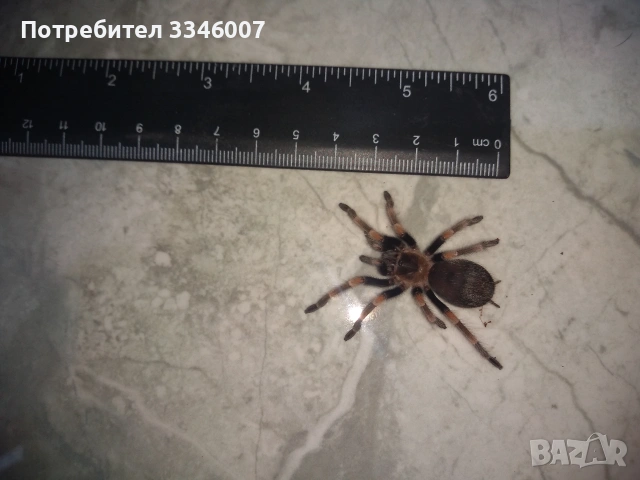 Tarantula - Продавам Тарантyли от снимите - получавате това което виждате, снимка 4 - Други - 44106536