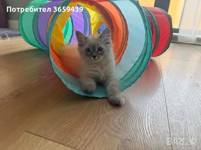Невска маскарадна котка , снимка 3 - Други - 55002921