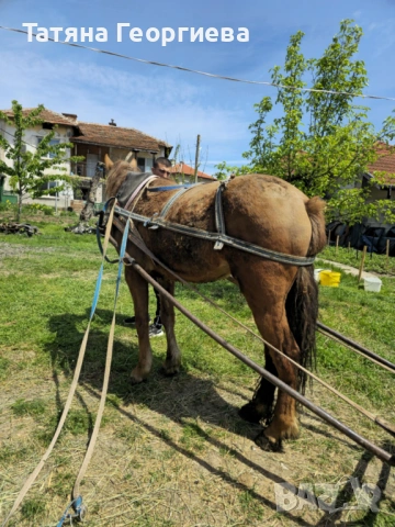 Продавам кобила